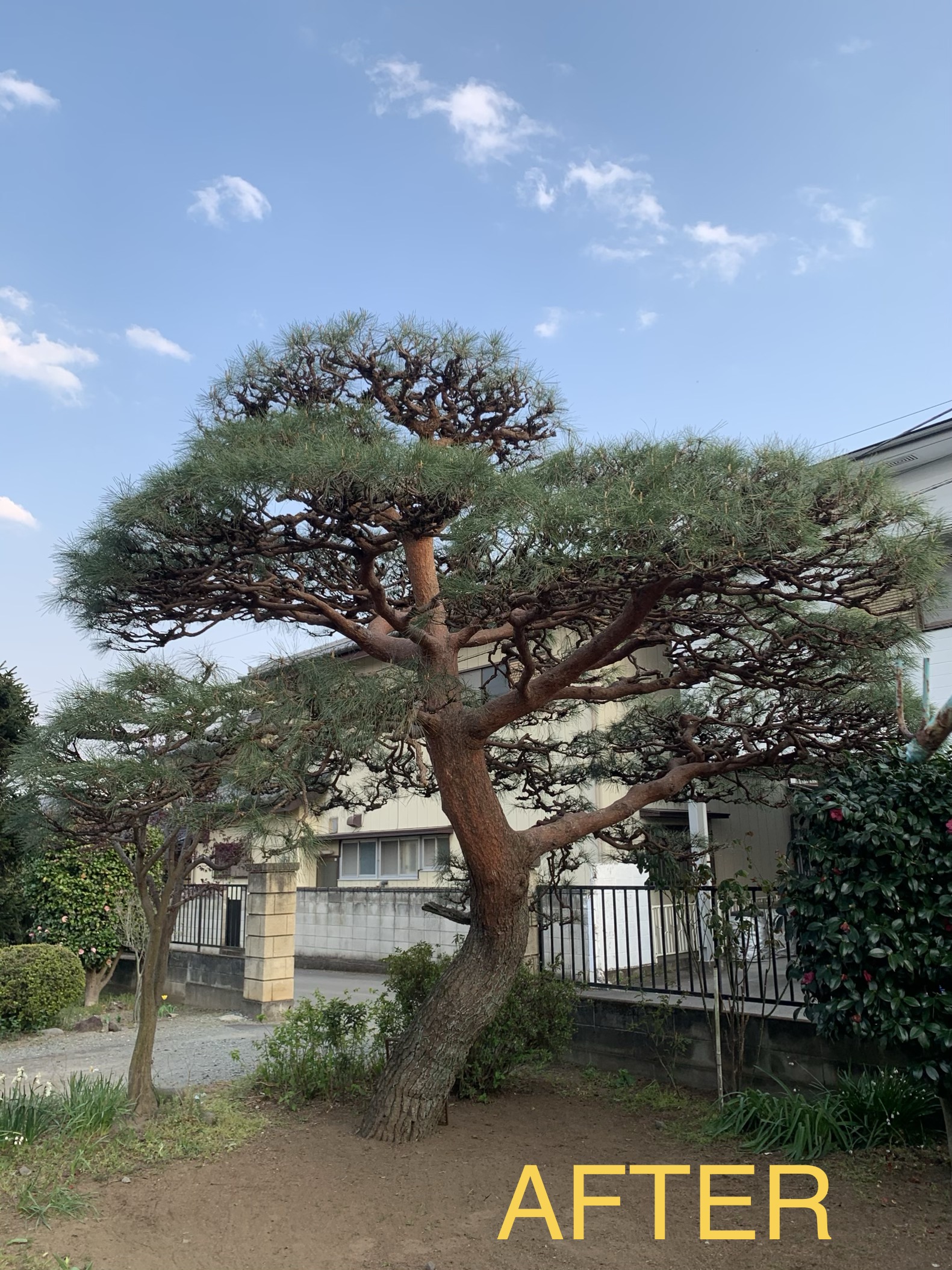 剪定後の赤松