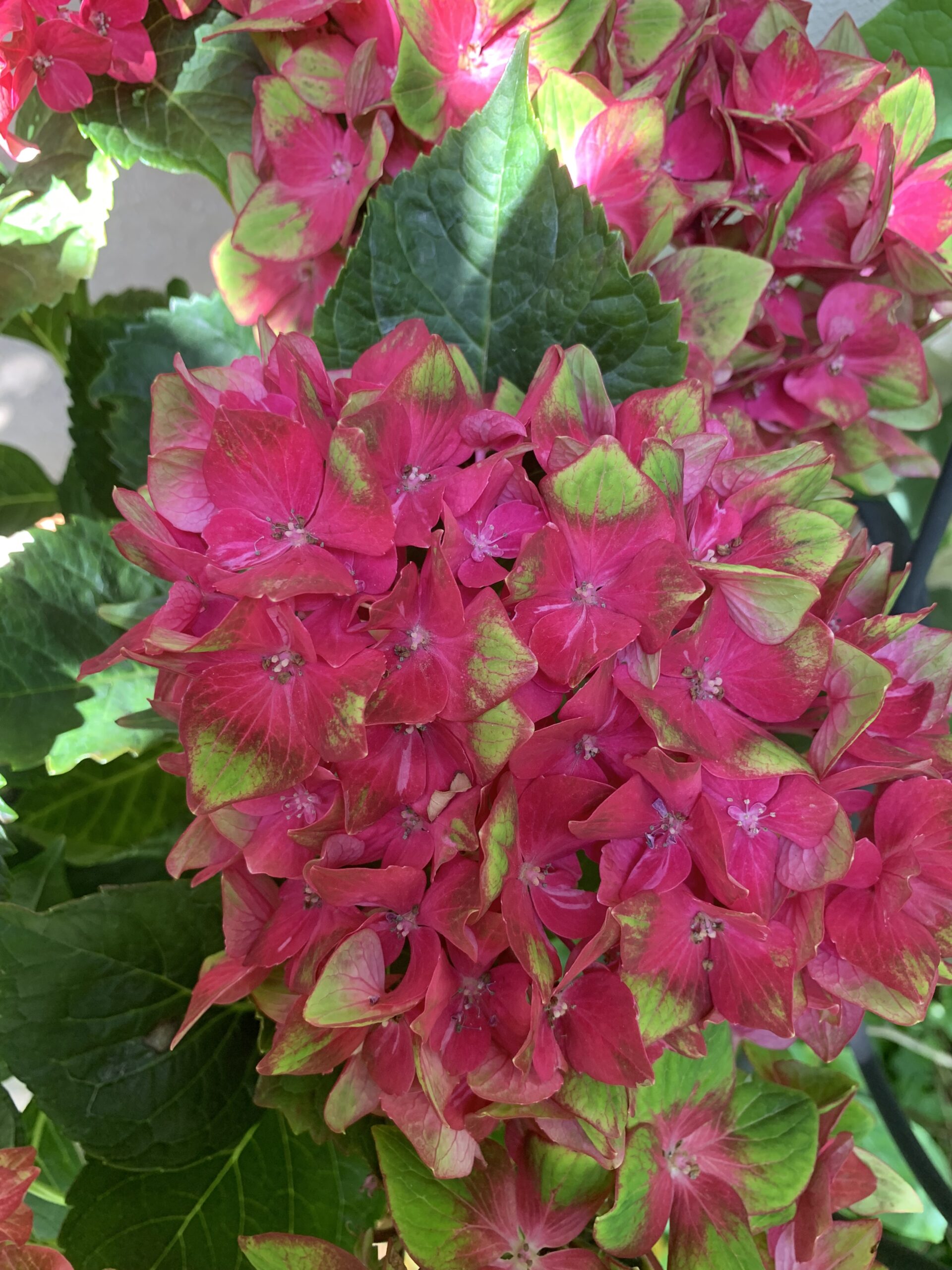 鈴将造園の庭：紫陽花