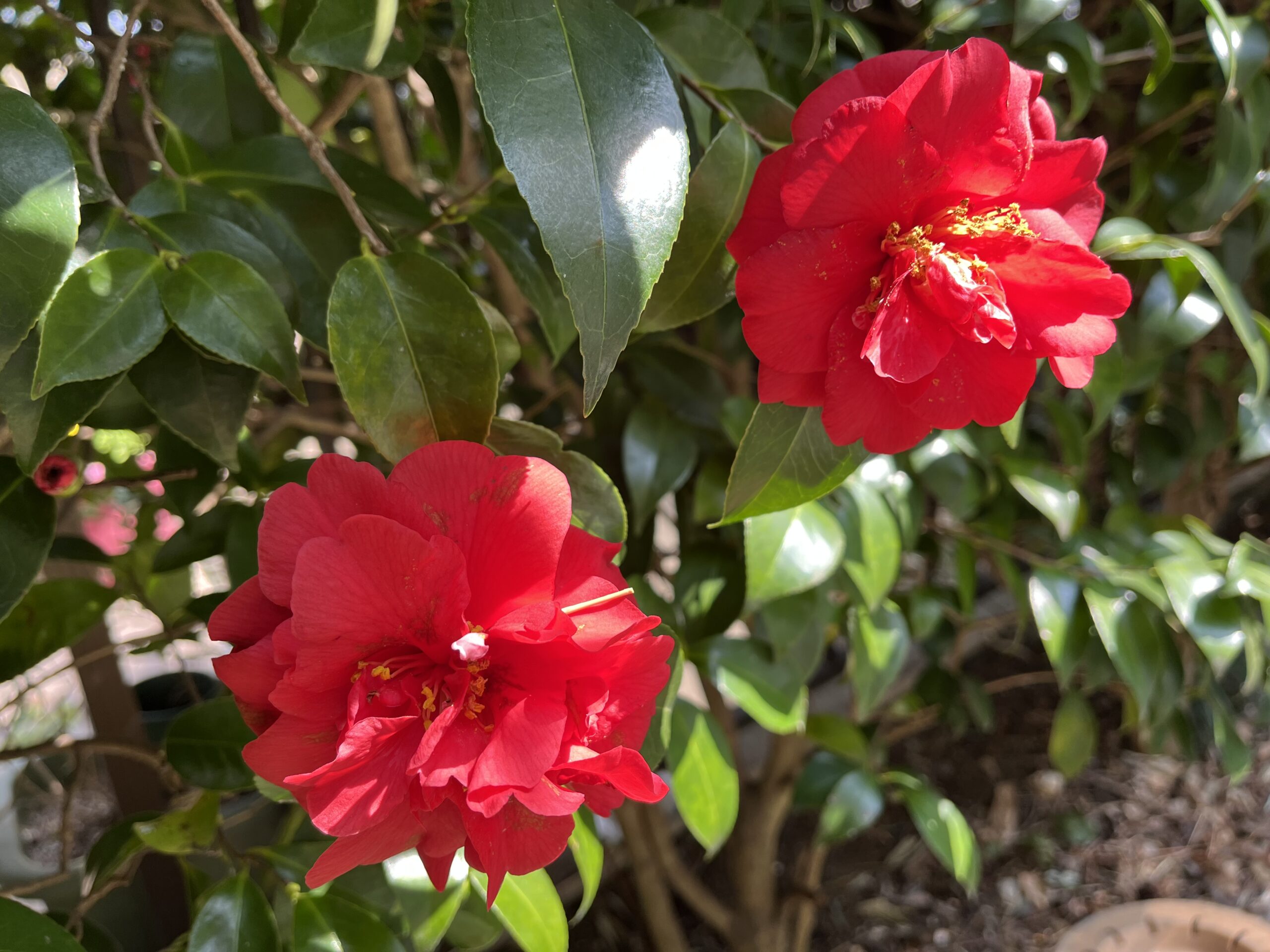 鈴将造園の庭：椿の花